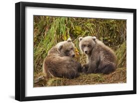 Brown Bear Spring Cubs, Katmai National Park, Alaska-Paul Souders-Framed Photographic Print