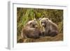 Brown Bear Spring Cubs, Katmai National Park, Alaska-Paul Souders-Framed Photographic Print