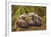 Brown Bear Spring Cubs, Katmai National Park, Alaska-Paul Souders-Framed Photographic Print