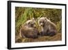 Brown Bear Spring Cubs, Katmai National Park, Alaska-Paul Souders-Framed Photographic Print