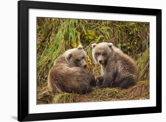 Brown Bear Spring Cubs, Katmai National Park, Alaska-Paul Souders-Framed Photographic Print