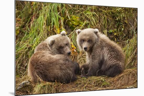 Brown Bear Spring Cubs, Katmai National Park, Alaska-Paul Souders-Mounted Photographic Print