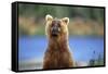 Brown Bear Standing Erect in Katmai National Park-Paul Souders-Framed Stretched Canvas