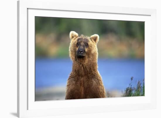 Brown Bear Standing Erect in Katmai National Park-Paul Souders-Framed Photographic Print