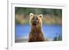 Brown Bear Standing Erect in Katmai National Park-Paul Souders-Framed Photographic Print