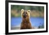 Brown Bear Standing Erect in Katmai National Park-Paul Souders-Framed Photographic Print