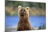 Brown Bear Standing Erect in Katmai National Park-Paul Souders-Mounted Photographic Print