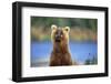 Brown Bear Standing Erect in Katmai National Park-Paul Souders-Framed Photographic Print