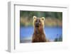 Brown Bear Standing Erect in Katmai National Park-Paul Souders-Framed Photographic Print