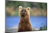 Brown Bear Standing Erect in Katmai National Park-Paul Souders-Mounted Photographic Print