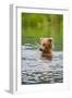 Brown Bear standing in Brooks River, Katmai National Park, Alaska, USA-Keren Su-Framed Photographic Print