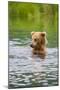 Brown Bear standing in Brooks River, Katmai National Park, Alaska, USA-Keren Su-Mounted Photographic Print