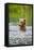 Brown Bear standing in Brooks River, Katmai National Park, Alaska, USA-Keren Su-Framed Stretched Canvas