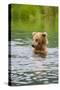 Brown Bear standing in Brooks River, Katmai National Park, Alaska, USA-Keren Su-Stretched Canvas