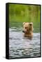 Brown Bear standing in Brooks River, Katmai National Park, Alaska, USA-Keren Su-Framed Stretched Canvas