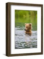 Brown Bear standing in Brooks River, Katmai National Park, Alaska, USA-Keren Su-Framed Photographic Print