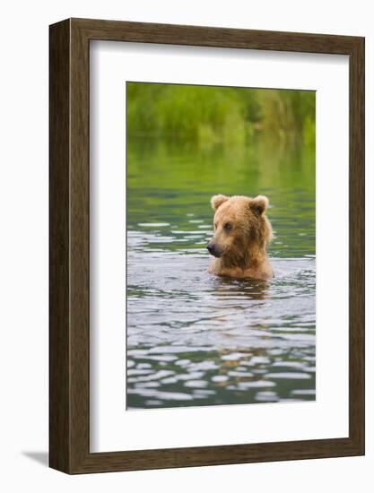 Brown Bear standing in Brooks River, Katmai National Park, Alaska, USA-Keren Su-Framed Photographic Print