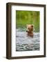 Brown Bear standing in Brooks River, Katmai National Park, Alaska, USA-Keren Su-Framed Photographic Print