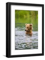 Brown Bear standing in Brooks River, Katmai National Park, Alaska, USA-Keren Su-Framed Photographic Print