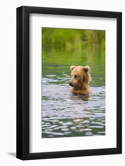 Brown Bear standing in Brooks River, Katmai National Park, Alaska, USA-Keren Su-Framed Photographic Print