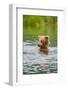 Brown Bear standing in Brooks River, Katmai National Park, Alaska, USA-Keren Su-Framed Photographic Print