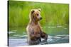 Brown Bear standing in Brooks River, Katmai National Park, Alaska, USA-Keren Su-Stretched Canvas