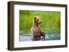 Brown Bear standing in Brooks River, Katmai National Park, Alaska, USA-Keren Su-Framed Photographic Print