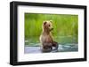 Brown Bear standing in Brooks River, Katmai National Park, Alaska, USA-Keren Su-Framed Photographic Print