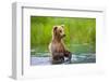 Brown Bear standing in Brooks River, Katmai National Park, Alaska, USA-Keren Su-Framed Photographic Print