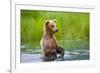 Brown Bear standing in Brooks River, Katmai National Park, Alaska, USA-Keren Su-Framed Photographic Print