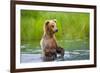 Brown Bear standing in Brooks River, Katmai National Park, Alaska, USA-Keren Su-Framed Photographic Print