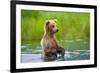 Brown Bear standing in Brooks River, Katmai National Park, Alaska, USA-Keren Su-Framed Photographic Print