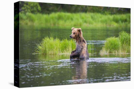 Brown Bear standing in Brooks River, Katmai National Park, Alaska, USA-Keren Su-Stretched Canvas