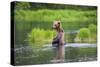 Brown Bear standing in Brooks River, Katmai National Park, Alaska, USA-Keren Su-Stretched Canvas