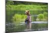 Brown Bear standing in Brooks River, Katmai National Park, Alaska, USA-Keren Su-Mounted Photographic Print