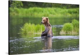Brown Bear standing in Brooks River, Katmai National Park, Alaska, USA-Keren Su-Stretched Canvas