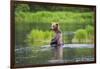 Brown Bear standing in Brooks River, Katmai National Park, Alaska, USA-Keren Su-Framed Photographic Print