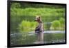 Brown Bear standing in Brooks River, Katmai National Park, Alaska, USA-Keren Su-Framed Photographic Print