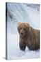 Brown Bear Standing in River-DLILLC-Stretched Canvas