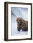 Brown Bear Standing in River-DLILLC-Framed Photographic Print