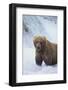 Brown Bear Standing in River-DLILLC-Framed Photographic Print