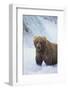 Brown Bear Standing in River-DLILLC-Framed Photographic Print