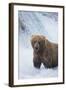 Brown Bear Standing in River-DLILLC-Framed Photographic Print