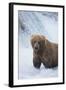 Brown Bear Standing in River-DLILLC-Framed Photographic Print