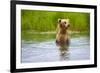 Brown Bear standing on Brooks River, Katmai National Park, Alaska, USA-Keren Su-Framed Photographic Print