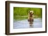 Brown Bear standing on Brooks River, Katmai National Park, Alaska, USA-Keren Su-Framed Photographic Print