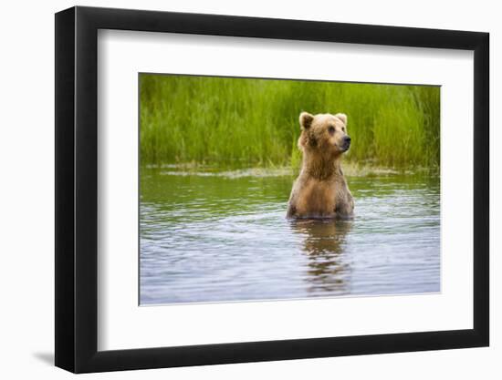 Brown Bear standing on Brooks River, Katmai National Park, Alaska, USA-Keren Su-Framed Photographic Print