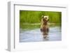 Brown Bear standing on Brooks River, Katmai National Park, Alaska, USA-Keren Su-Framed Photographic Print