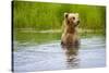 Brown Bear standing on Brooks River, Katmai National Park, Alaska, USA-Keren Su-Stretched Canvas