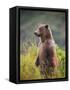 Brown Bear Standing Upright in Tall Grass at Kinak Bay-Paul Souders-Framed Stretched Canvas